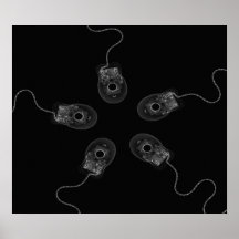 Canvas Print B&W X-Ray Computer Mice