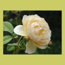 Canvas Print - Beautiful Rose posters