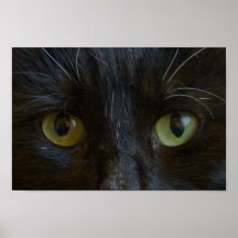 Canvas Print: Black Cat Eyes