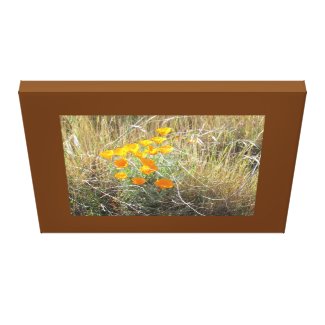 Canvas Print - California poppy