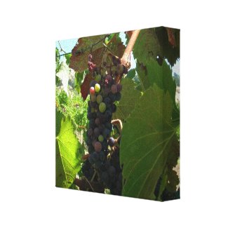 Canvas print - Cluster of grapes on vine