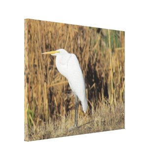 Canvas Print - Egret in Grass