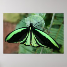 Canvas Print: Green Butterfly