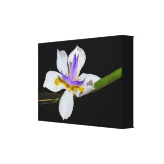 Canvas Print - Iris - Fortnight Lilly