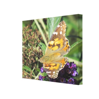 Canvas Print - Orange Butterfly