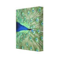 Canvas print - Peacock with fanned tail wrappedcanvas