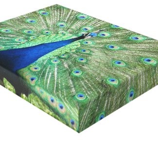 Canvas print - Peacock with fanned tail