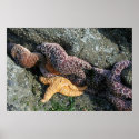 Canvas Print:  Starfish