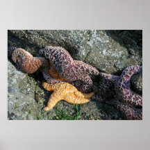 Canvas Print:  Starfish