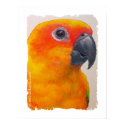 Canvas Print - Sun Conure by pawtraitart Canvas Print - Sun Conure