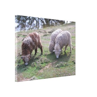 Canvas print - Three sheep