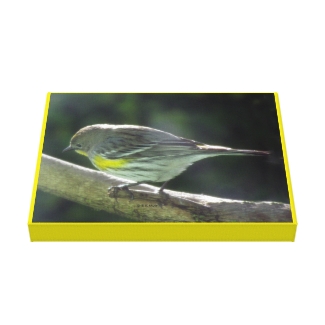 Canvas print - Yellow Breasted Bird on Branch