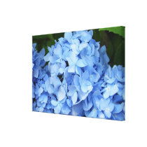 Canvas - Wrapped - Blue Hydrangea canvas prints
