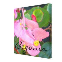 Canvas - Wrapped - Pink "Begonia" Stretched Canvas Prints