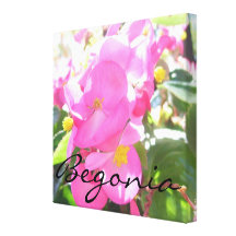 Canvas - Wrapped - Pink, Sun-Dappled "Begonia" Gallery Wrapped Canvas