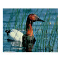 Canvasback Duck posters by gwester Canvasback Duck posters