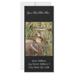 Canvasback on nest custom rack card