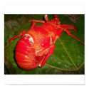 Canves Poster "coconut crab" posters by Bubujima Canves Poster "coconut crab" posters