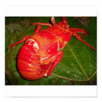 Canves Poster "coconut crab" posters