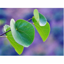 Canyon Leaves photo sculptures