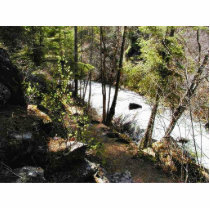 Canyon Stream Trees Kootenai On Hill photo sculptures