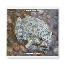 Canyon Tree Frog magnets