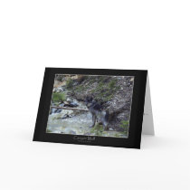 CANYON WOLF Greeting Card or Note Card