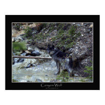 CANYON WOLF Poster posters