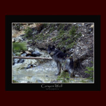 CANYON WOLF Poster posters by RavenSpiritPrints CANYON WOLF Poster posters