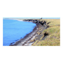 cape blossom 08 in kotz photo cards