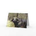 Cape Buffalo cards