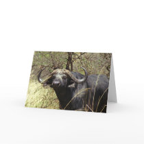 Cape Buffalo cards by ZebraRunner Cape Buffalo cards