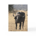 Cape Buffalo cards