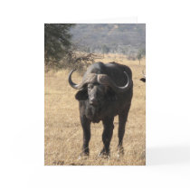 Cape Buffalo cards by spuga2000 Cape Buffalo cards