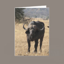 Cape Buffalo cards by spuga2000 Cape Buffalo cards