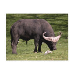 Cape Buffalo Eating Postcards
