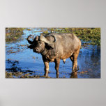 Cape Buffalo posters, prints & pictures