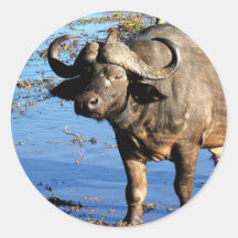 Cape Buffalo safari big 5 stickers