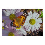 painted, lady, butterfly, vanessa, virginiensis,