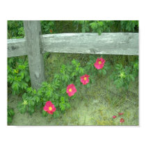Cape Cod Quad posters