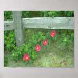 Cape Cod Quad Posters