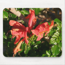 cape honeysuckle mousepads