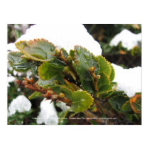 Cape Horn, Chile Nothofagus Coihue posters