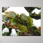 Cape Horn, Chile Nothofagus Coihue posters