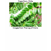 Cape Horn, Chile t-shirts