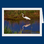 Cape May Point Egret greeting card cards