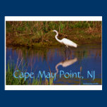 Cape May Point, NJ Egret postcard postcards