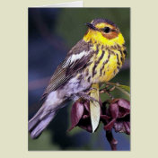 Cape May Warbler Bird Gifts