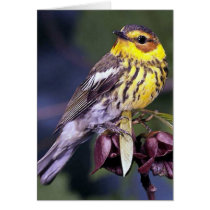 Cape May Warbler Bird Gifts Greeting Card