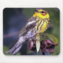 Cape May Warbler Bird Lovers Gifts mousepads